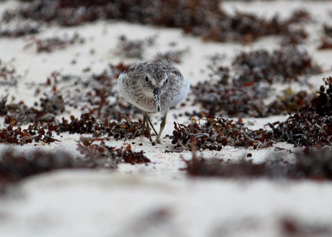 Looking for a Meal